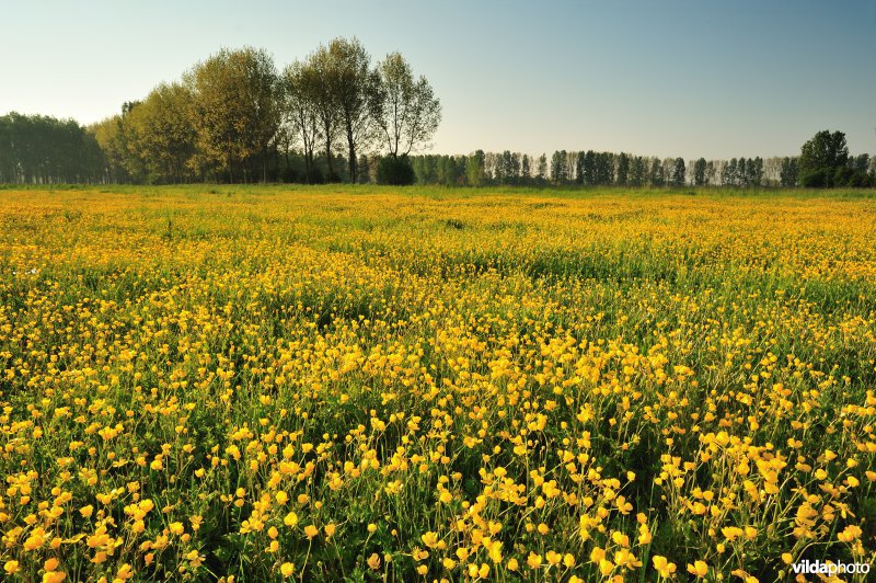 Kruipende Boterbloem in het Weijmeerbroek