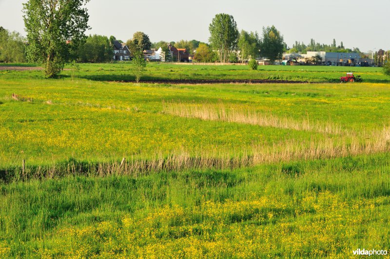 Paardebroek in Berlare