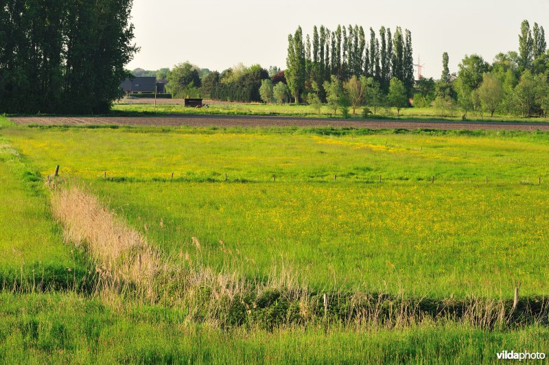 Paardebroek in Berlare