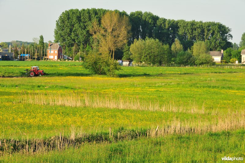 Paardebroek in Berlare
