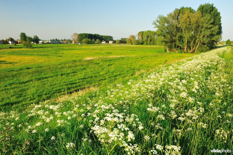 Paardebroek in Berlare