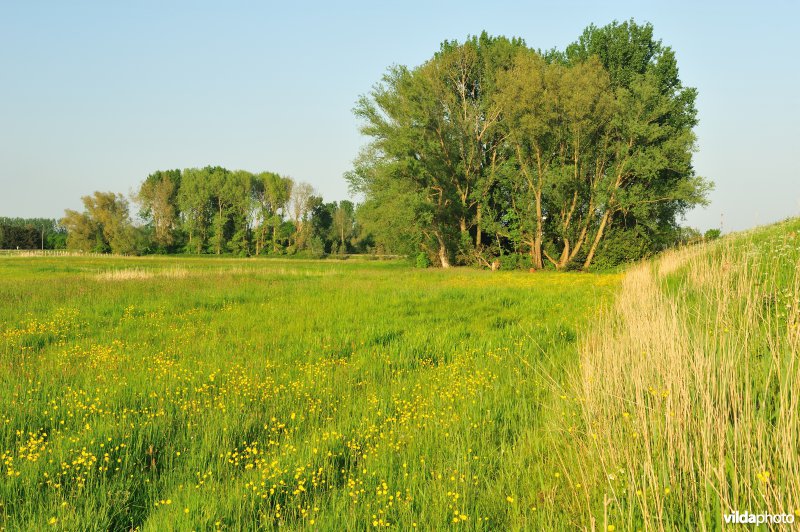 Paardebroek in Berlare