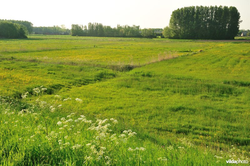 Paardebroek in Berlare