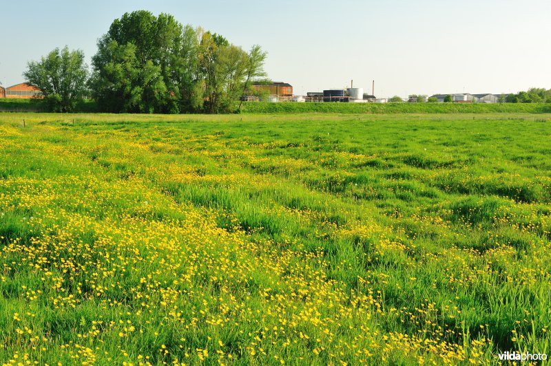Paardebroek in Berlare