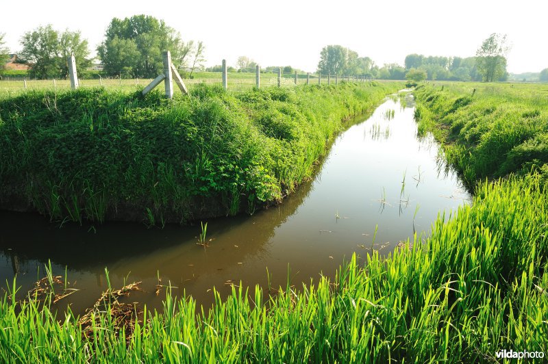 Paardebroek in Berlare