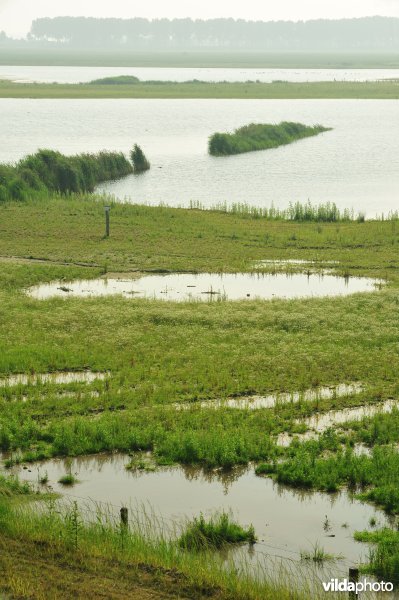 Zoetwaterkreek-Putten West