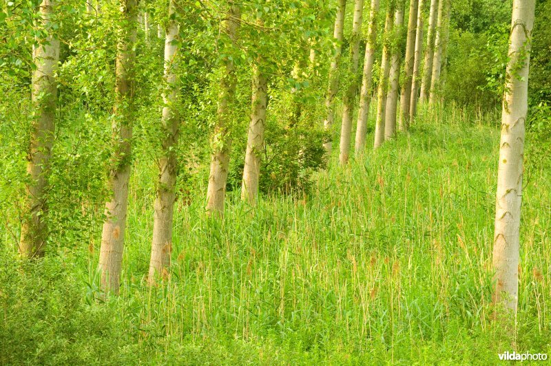 Vlassenbroekse polders
