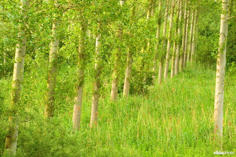 Vlassenbroekse polders