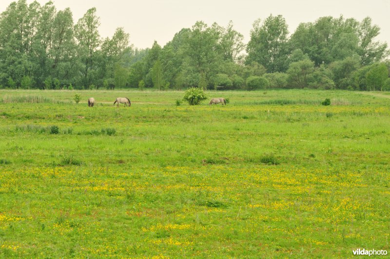 Haasop-Zuidelijke Groenzone