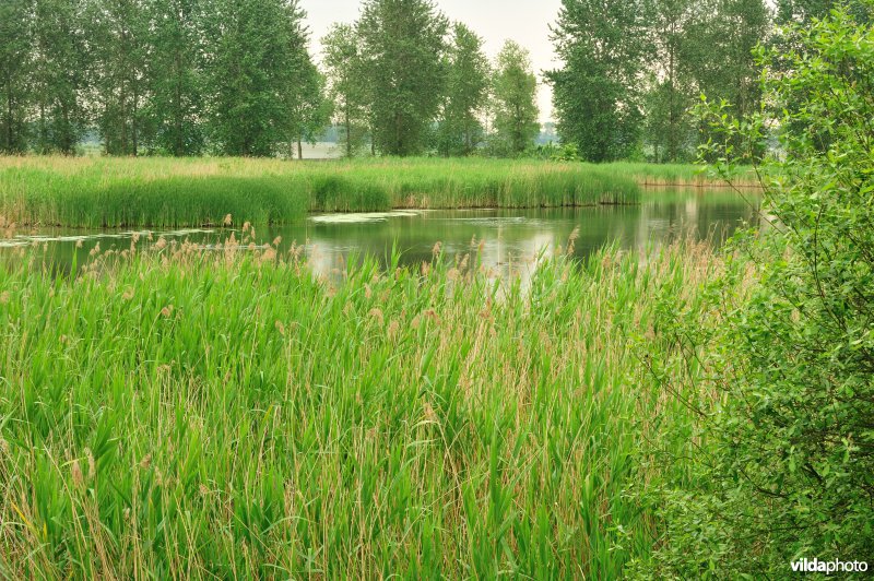 Haasop-Zuidelijke Groenzone