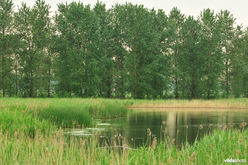 Haasop-Zuidelijke Groenzone