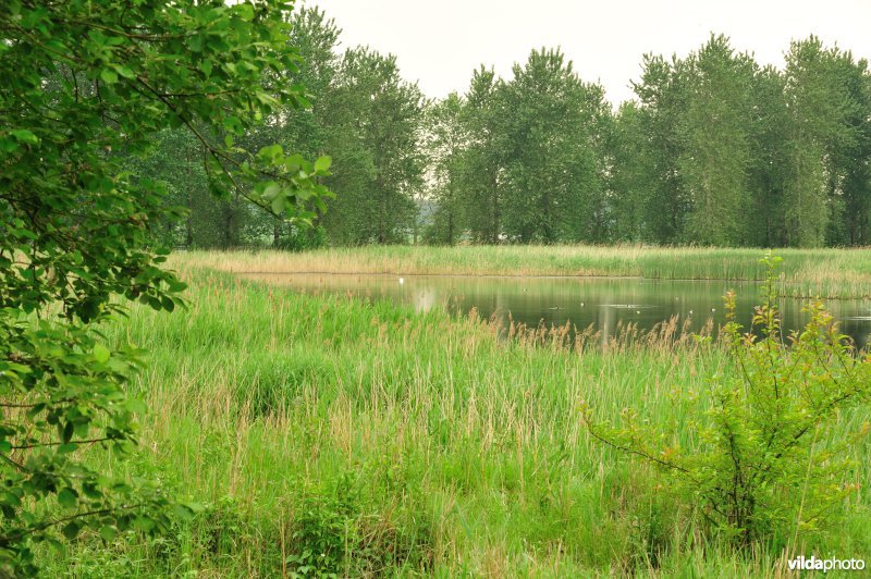 Haasop-Zuidelijke Groenzone
