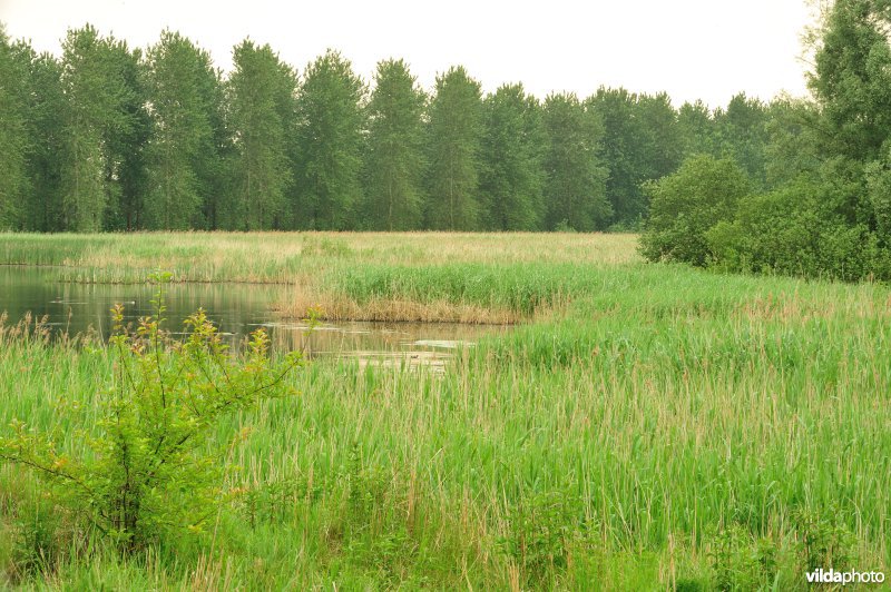 Haasop-Zuidelijke Groenzone