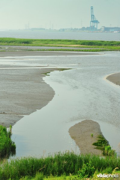 Paardenschor in Doel