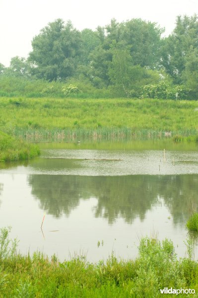 Lippensbroek