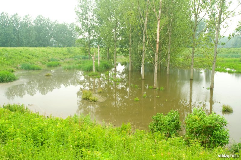 Lippensbroek