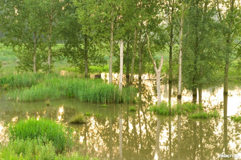 Lippensbroek