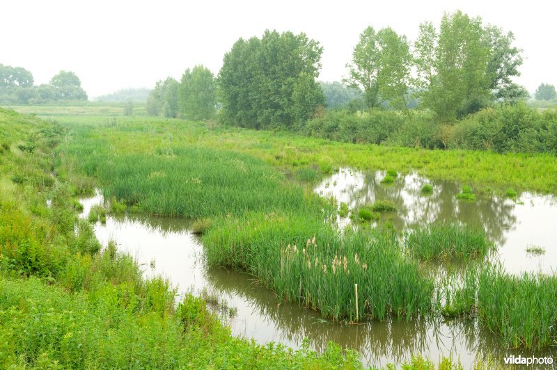 Lippensbroek