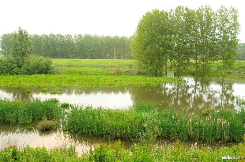 Lippensbroek