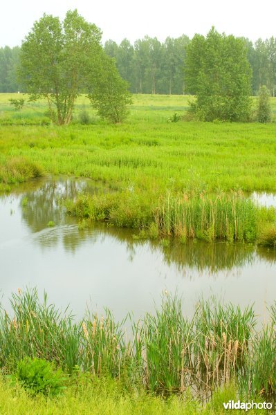 Lippensbroek