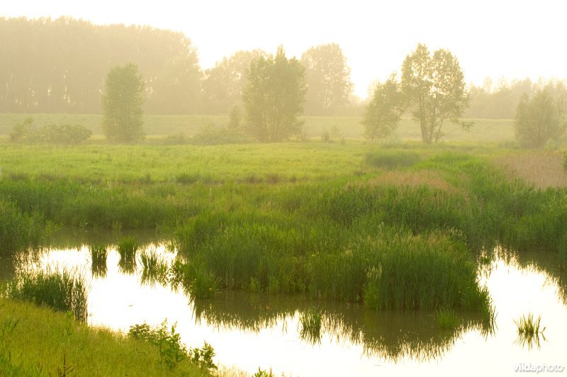 Lippensbroek