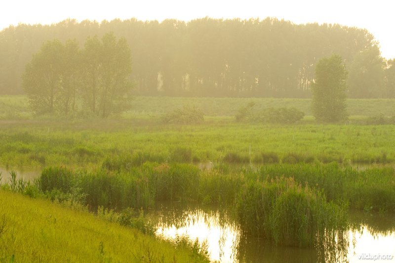 Lippensbroek