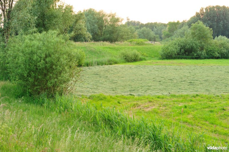 Groot-Broek