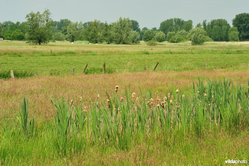 Belham in de Kalkense meersen