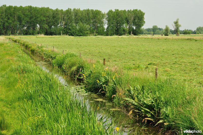 Belham in de Kalkense meersen