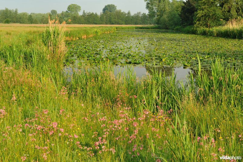 Scherenmeersen
