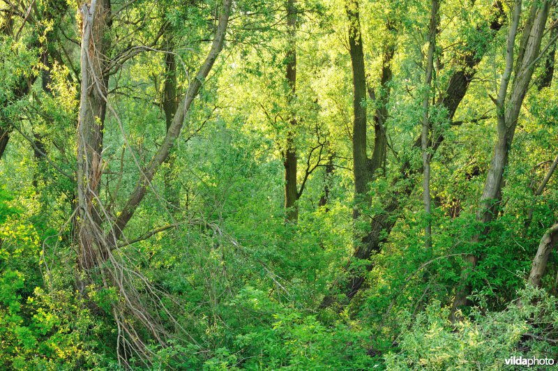 Wilgenbroekbos