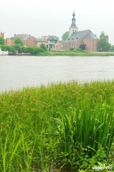 Schelde tussen Grote Wal en Baasrode