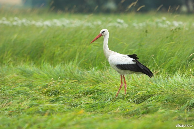 Ooievaar in grasland