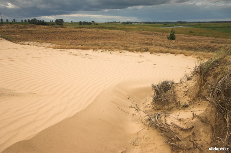 Landduinen in de Narewvallei
