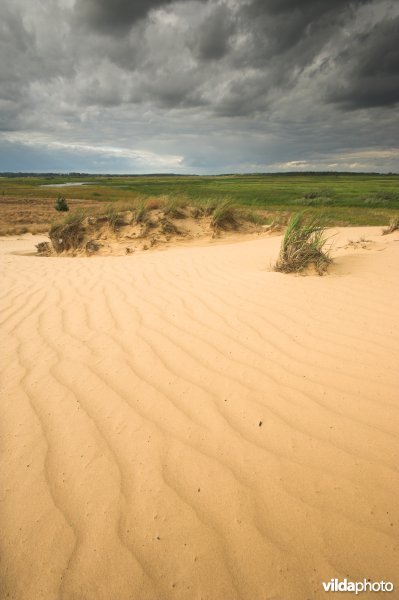 Landduinen in de Narewvallei