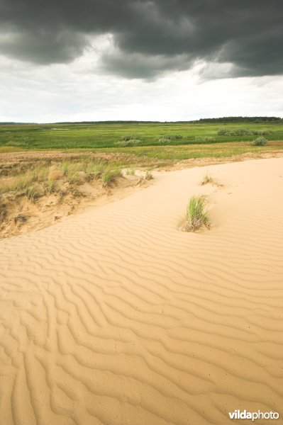 Landduinen in de Narewvallei