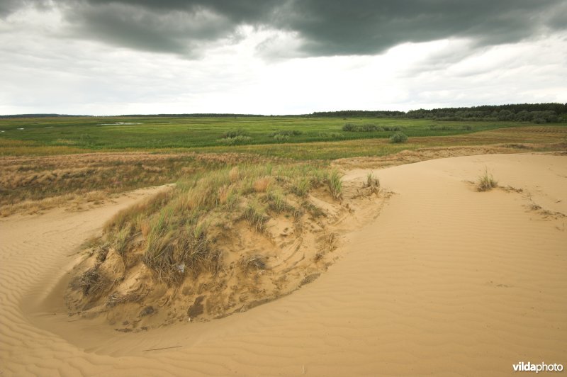 Landduinen in de Narewvallei