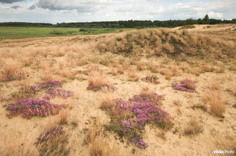 Landduinen in de Narewvallei