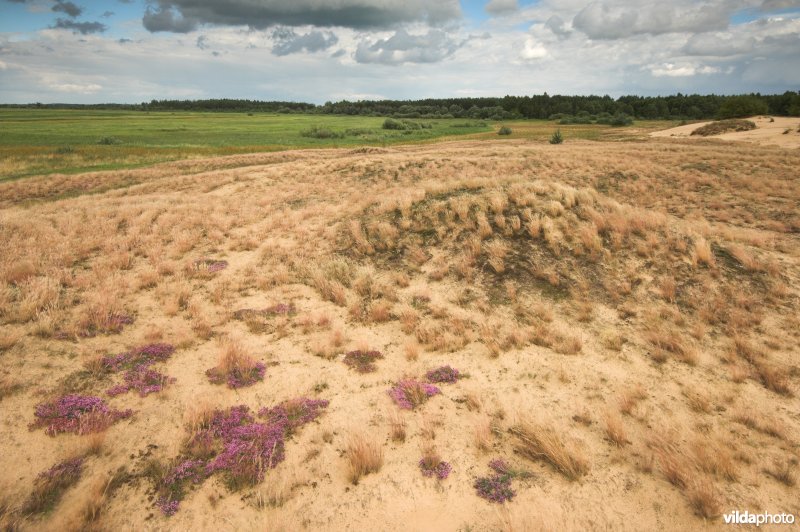 Landduinen in de Narewvallei
