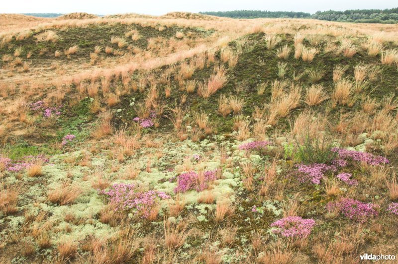Landduinen in de Narewvallei