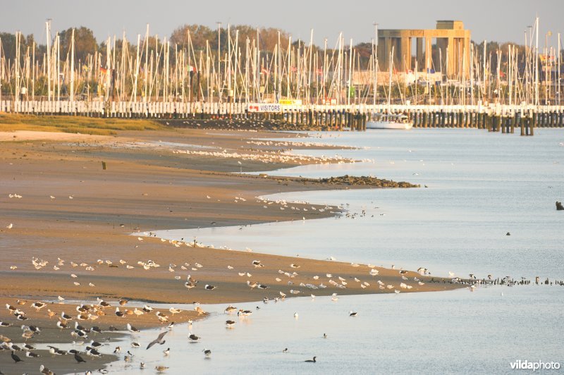 Natuurreservaat IJzermonding