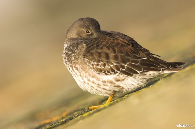 Paarse Strandloper