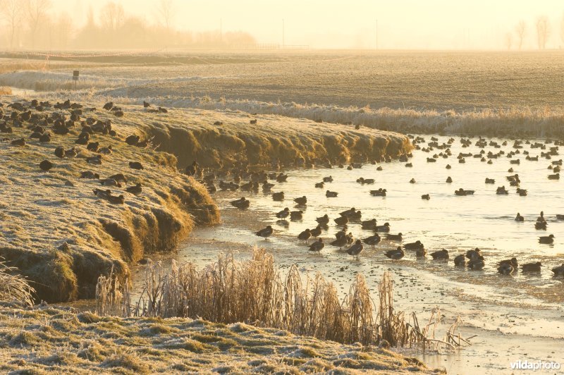 Zoutekreek
