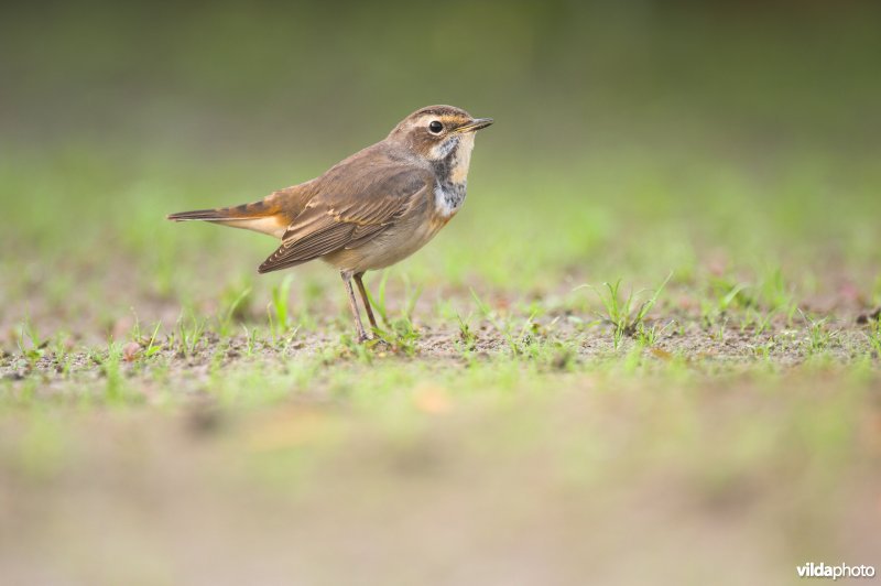 Blauwborst