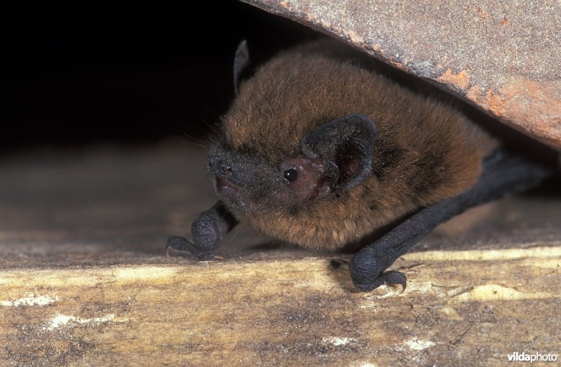 Dwergvleermuis onder dakpan