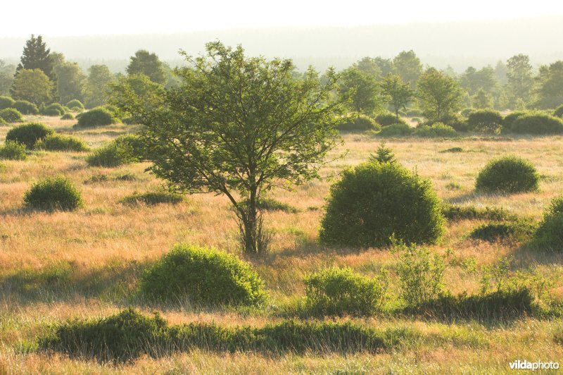 Het Brackvenn