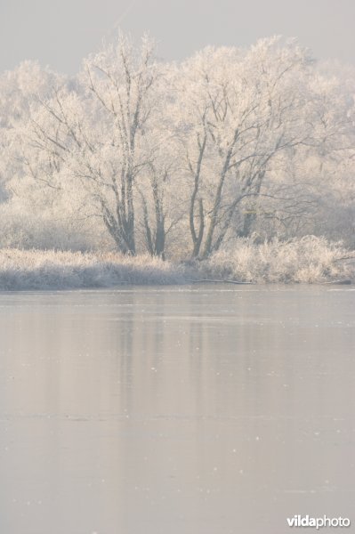 Het natuurreservaat Blankaart berijpt