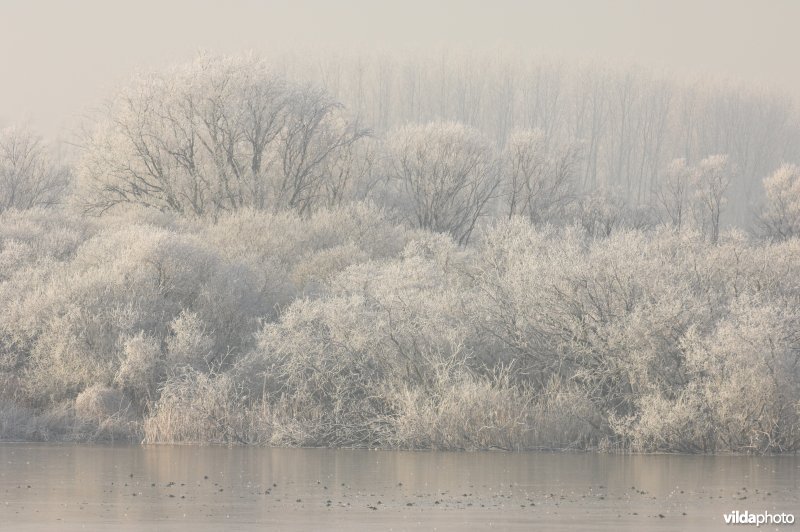 Het natuurreservaat Blankaart berijpt
