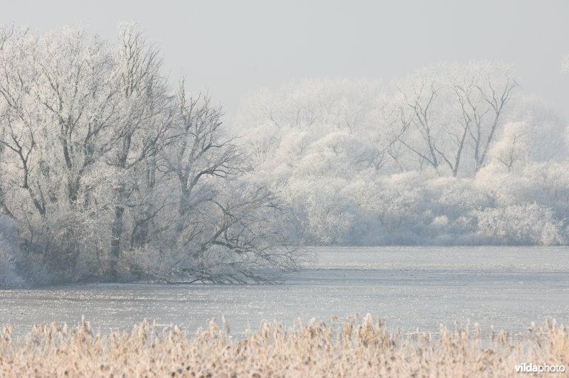 Het natuurreservaat Blankaart berijpt