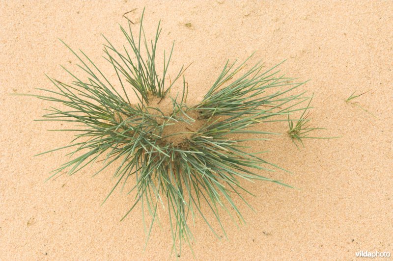 Buntgraspol